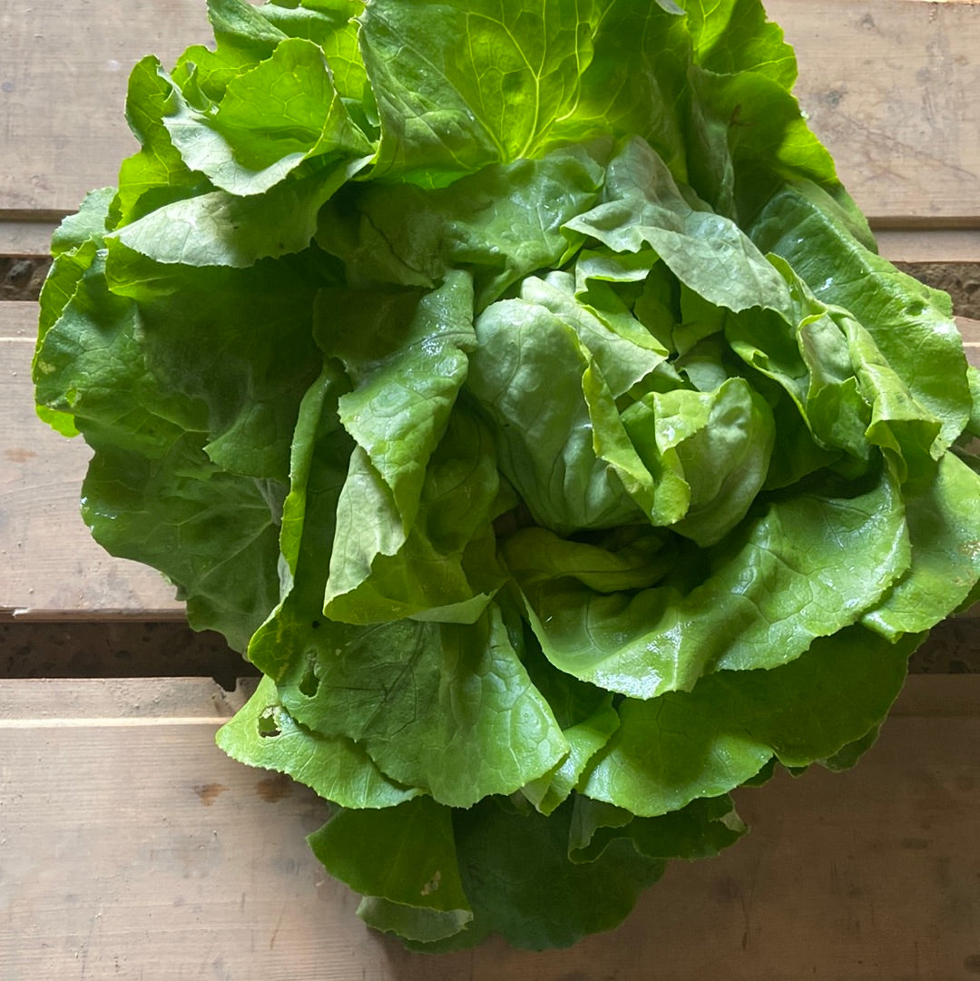 Salade laitue