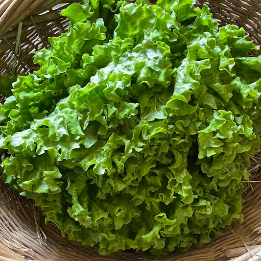 Salade Batavia