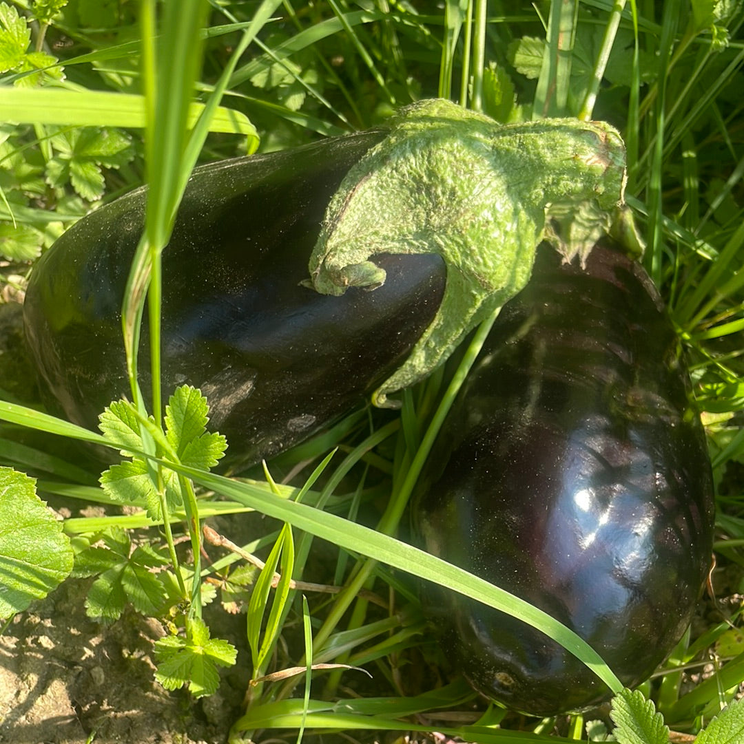 3 aubergines