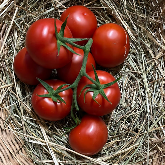 Tomates grappe – 1kg