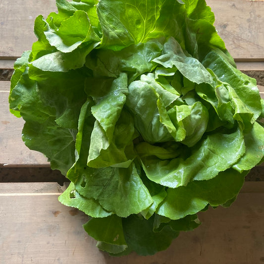 Salade laitue