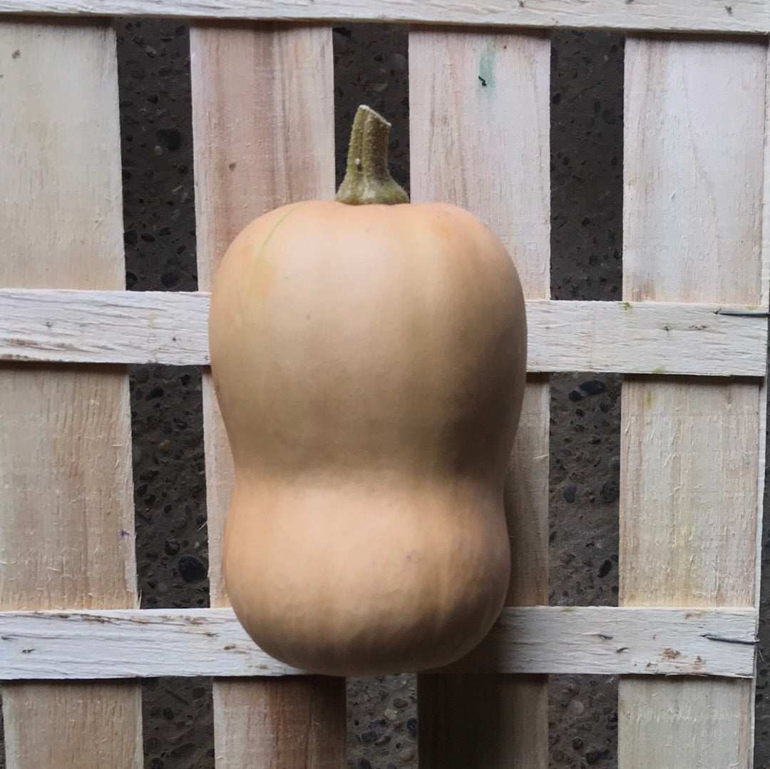 Butternut